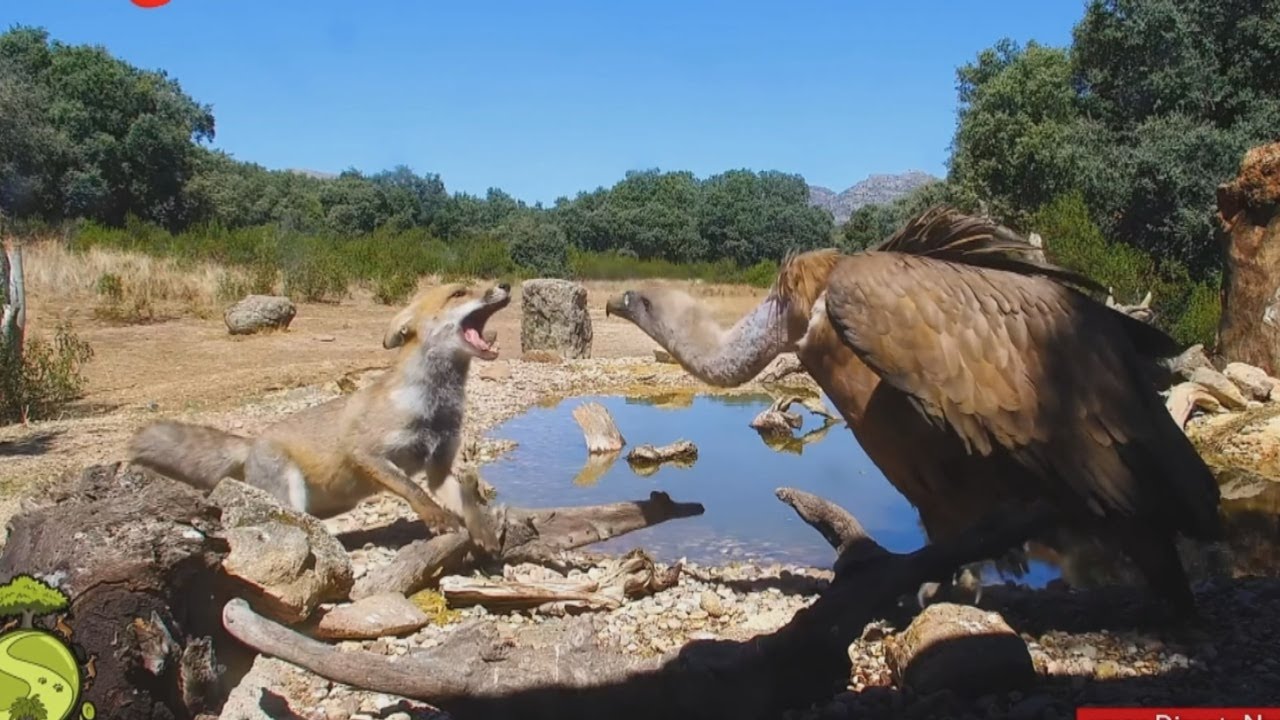 Directo Natura, un proyecto que emite en vivo y sin cortes la vida salvaje desde 76 cámaras ocultas
