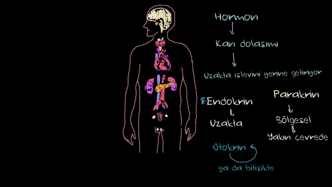 Endokrin Sistemi Hakkında Temel Bilgiler (Sağlık Bilgisi ve Tıp)