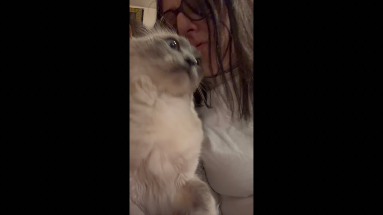 Кошачий стрим