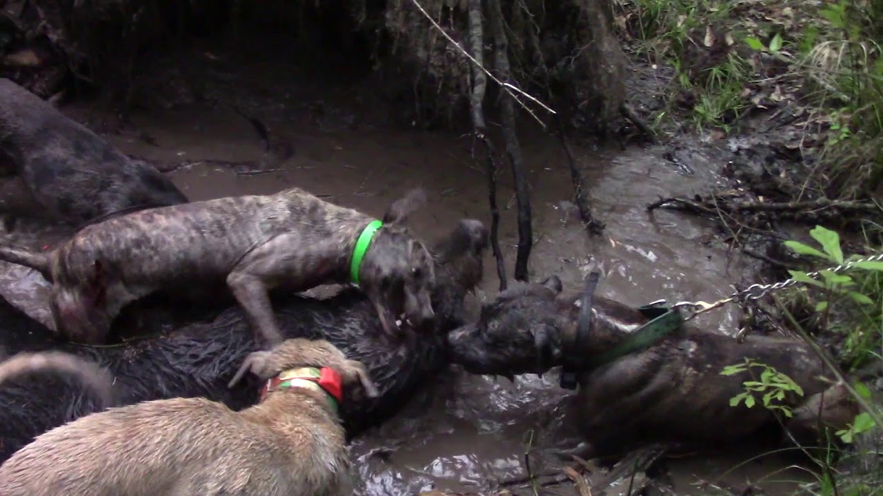 Тестирование новой охотничьей собаки Бруно