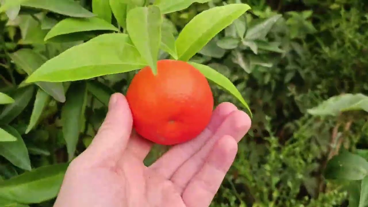 Tangor Murcott (Тангор Муркот)