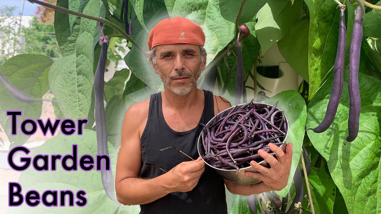 Strategies for growing beans on a Tower Garden