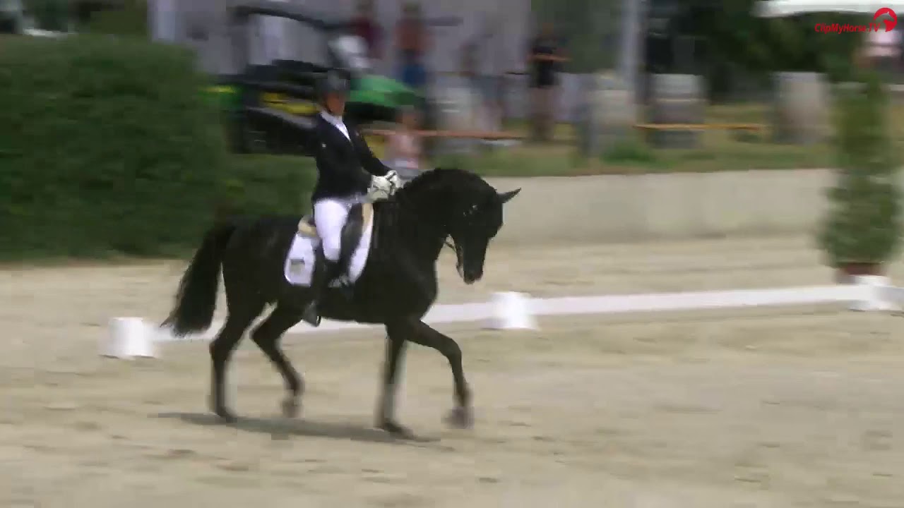 Speedway Trakehner Hengst von Schwarzgold x Anduc geb.2014 Gestüt Hörstein