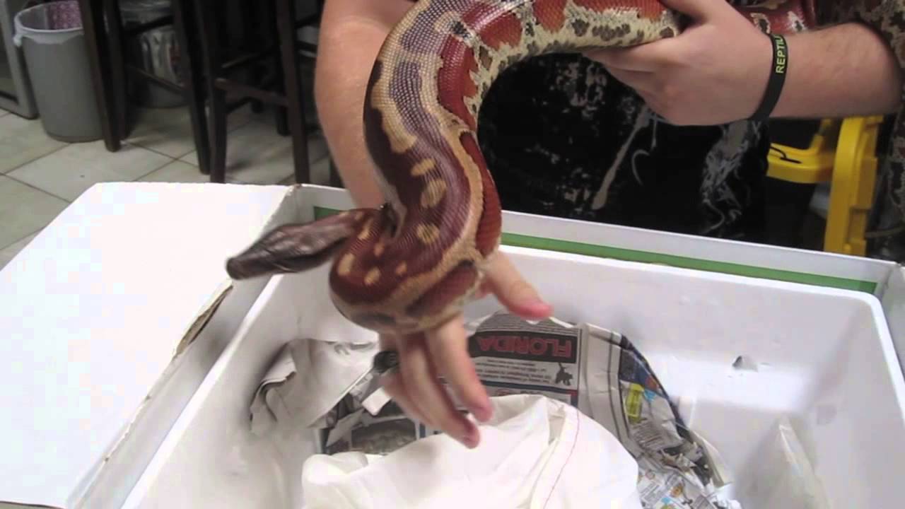 Unboxing Female Red Bull Blood Python!