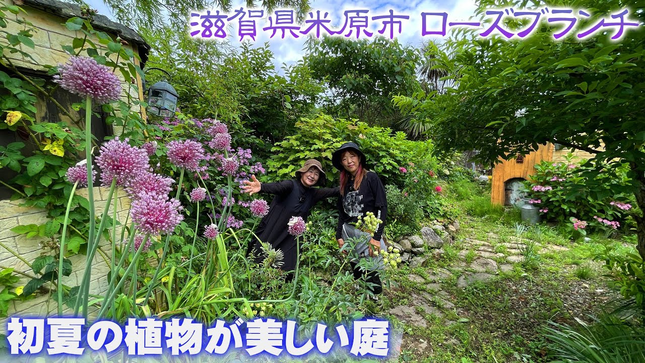 【滋賀県米原市ローズブランチ】梅雨から夏へ！モルタルの壁面に調和する宿根草のナチュラルガーデン【ガーデニング】