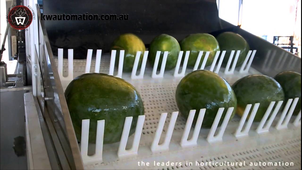 KW Automation - Watermelon Processing Line