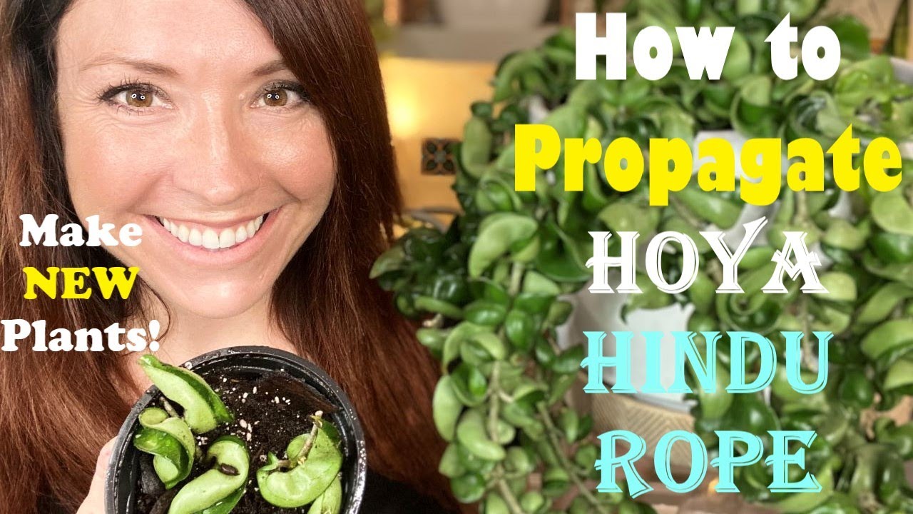 How to Propagate Hoya Hindu Rope | Soil vs Water Propagation