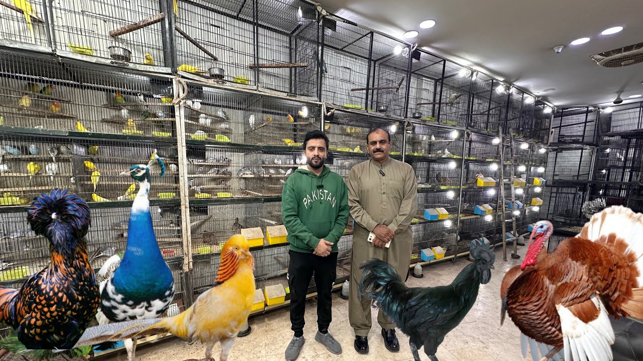 Birds Market Multan 17 November 2025  | multan birds market latest update | Mustaq Ahamad |