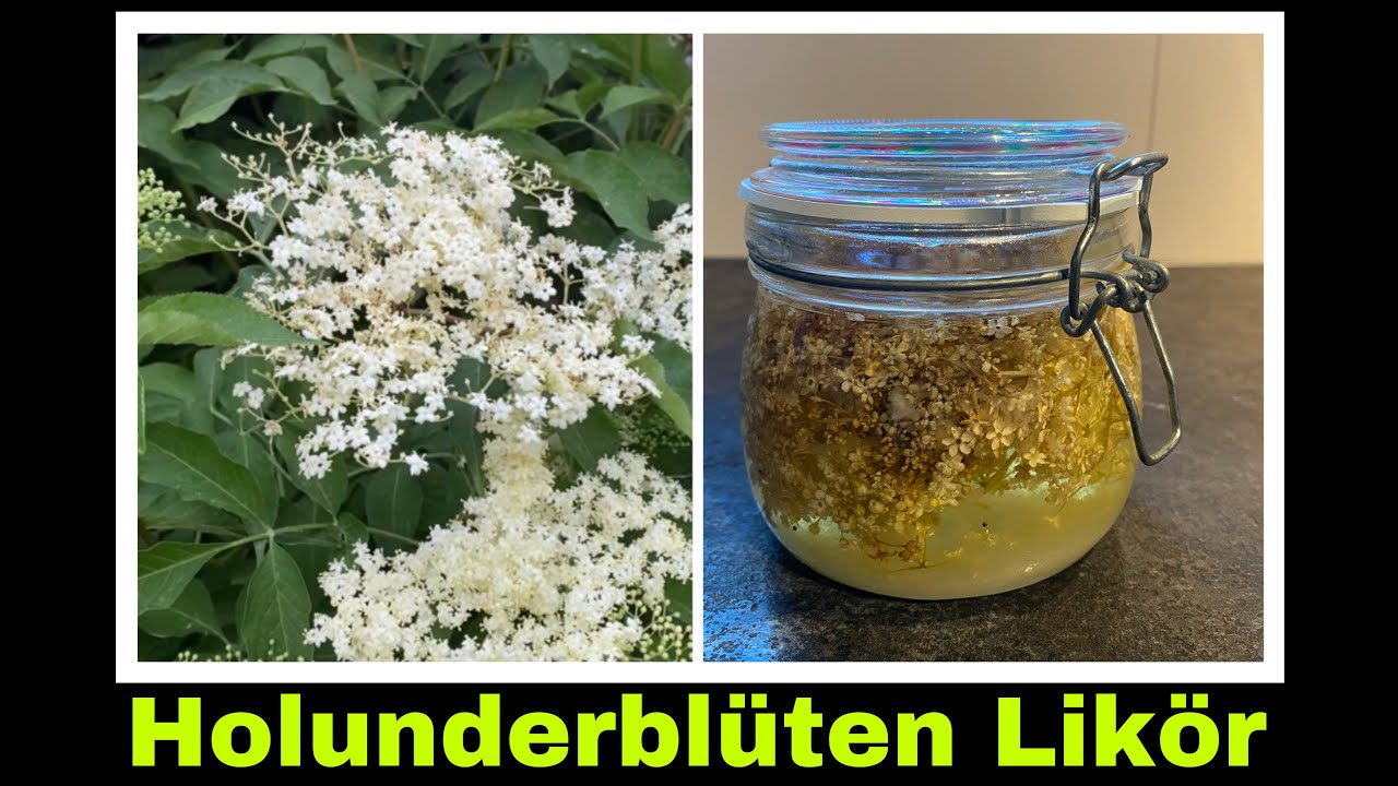 Holunderblütenlikör ansetzen | Likör aus Holunderblüten und Zitrone | Selbstversorgung: Holunder
