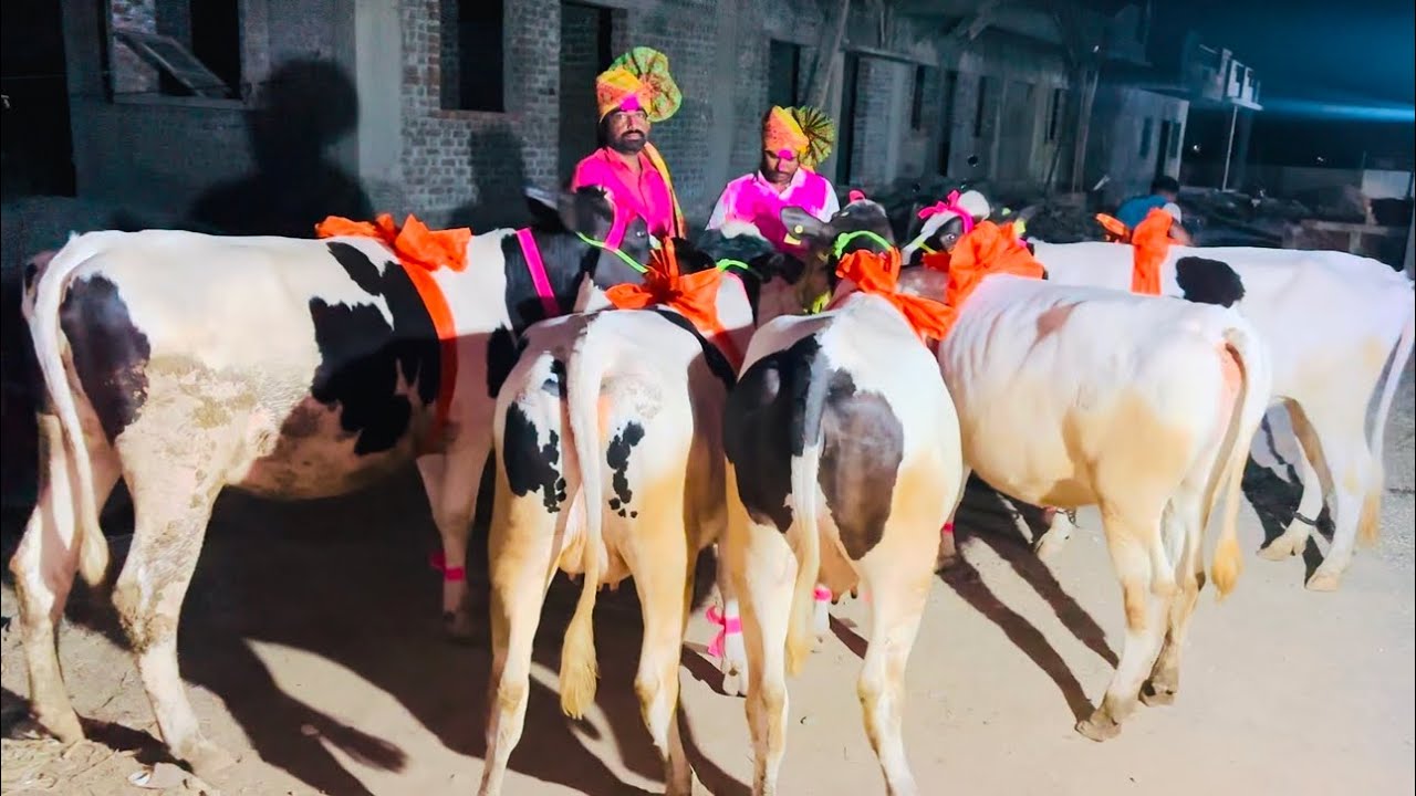 कर्जत तालुक्यातील दोन शेतकरी श्री.अशोक काळे व ज्ञानेश्वर काळे यांची टॉपच्या पाच गाभन कालवडींची खरेदी