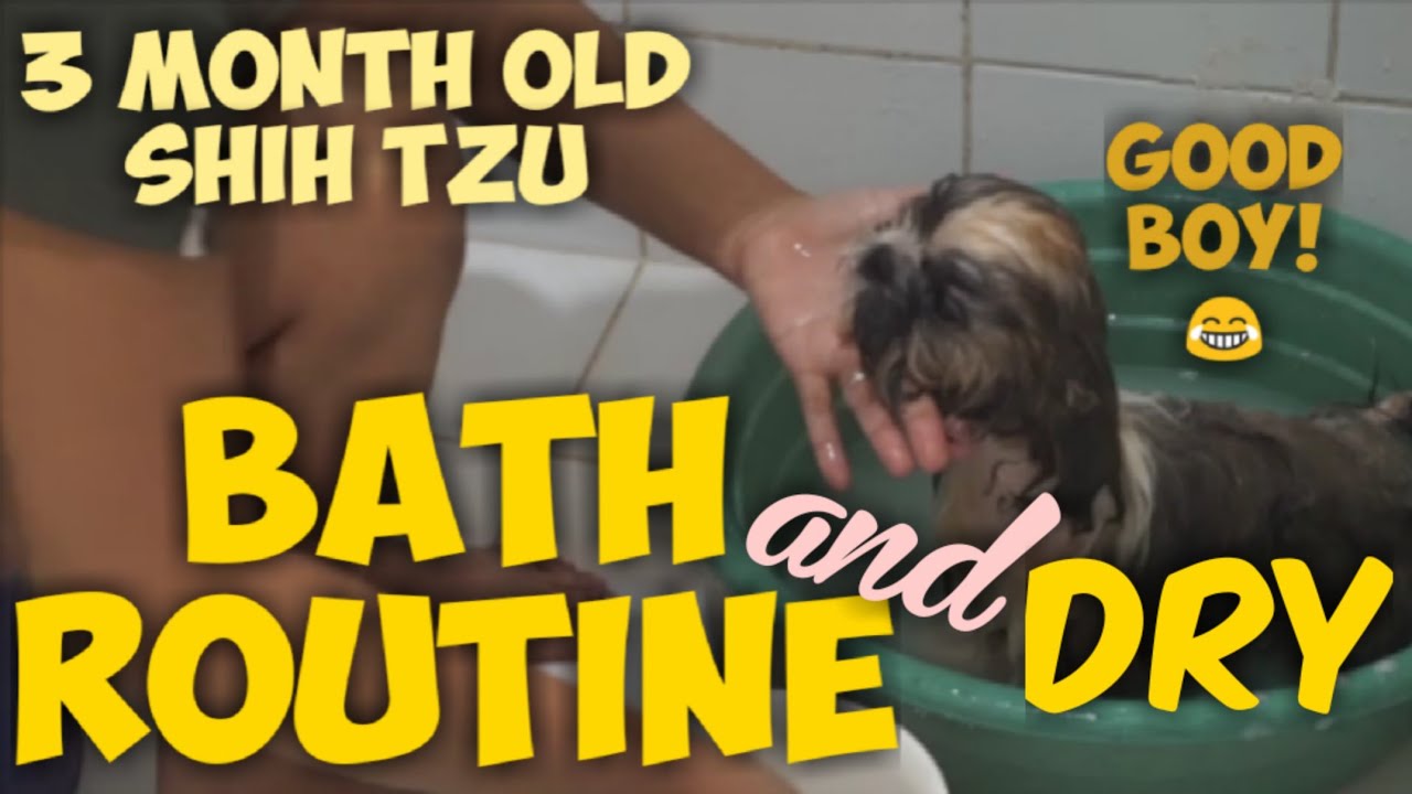 HOW TO BATH AND DRY A SHIH TZU | PAANO PALIGUAN ANG SHIH TZU  | BATH AND DRY ROUTINE OF SHIH TZU