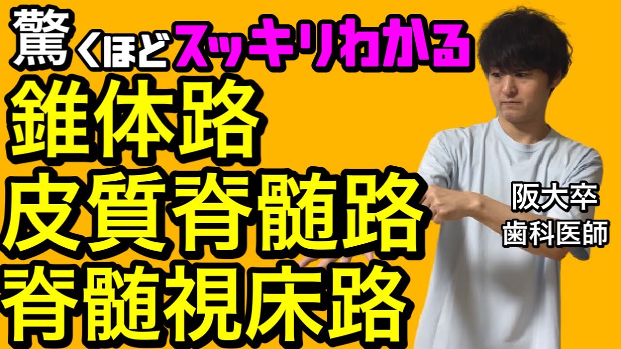 驚くほどスッキリわかる！！ 皮質脊髄路 脊髄視床路 錐体路 神経の生理18【解剖生理学64】