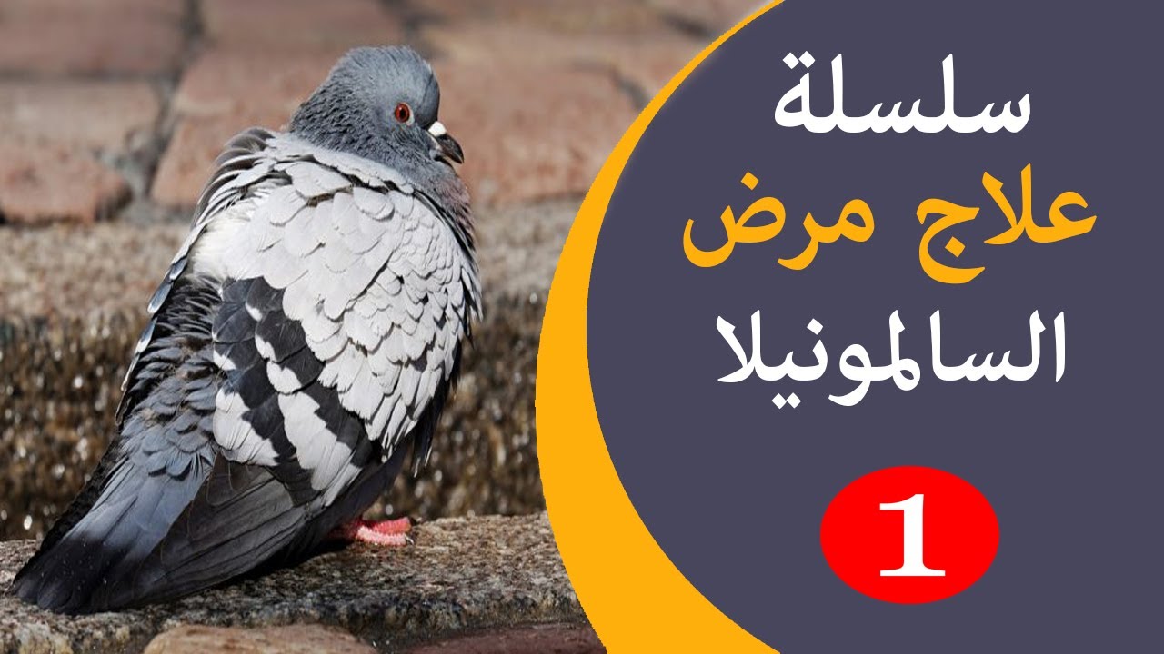 الخطوة الاولي في علاج السالمونيلا