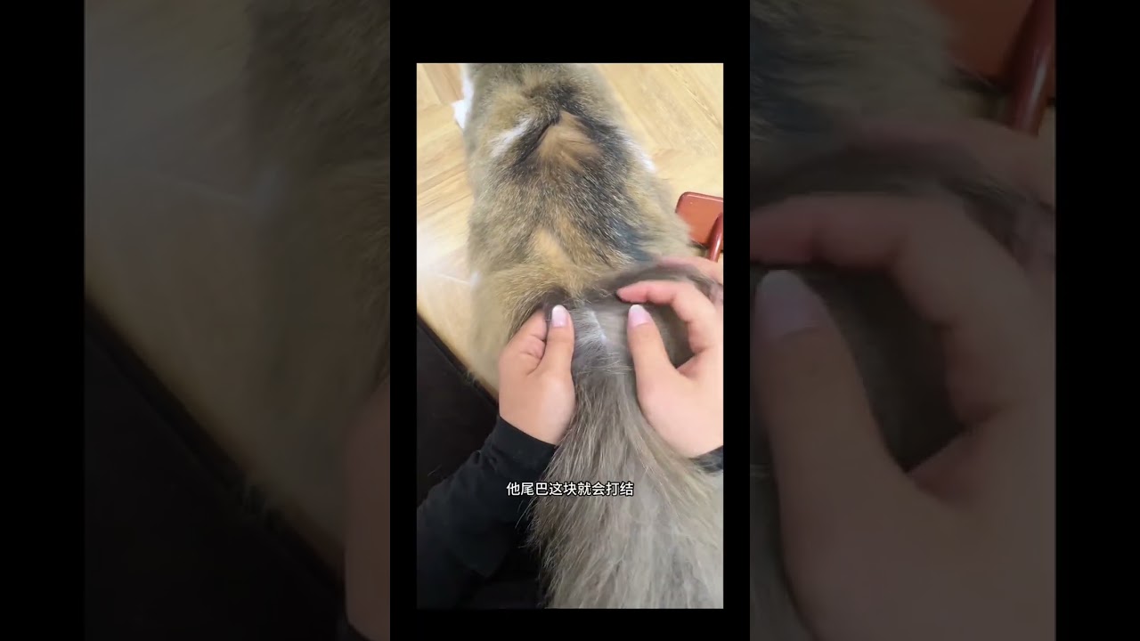 VlogIt is essential to desensitize the cat when it is still young#Daily Records of Pets#Da