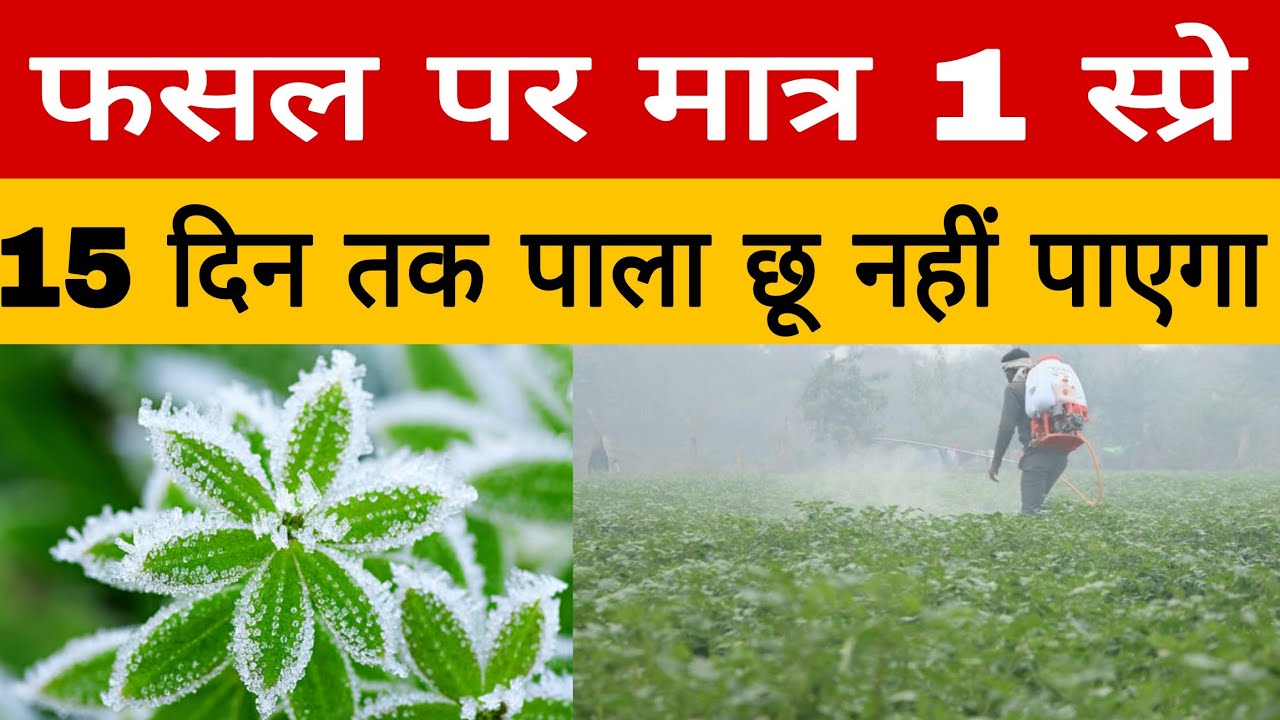 पाले में फसल बचाने का गुप्त फार्मूला ❄️ | 1 स्प्रे – ज़ीरो नुकसान