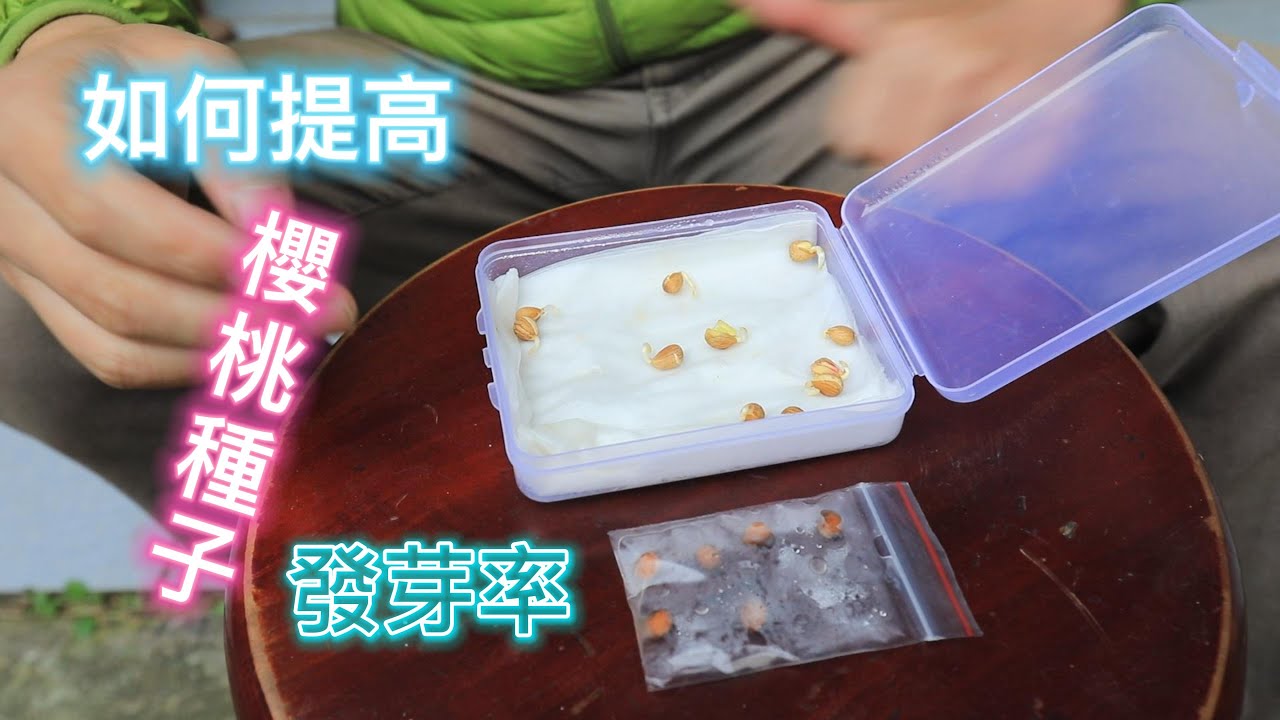 如何提高櫻桃種子發芽率【2022/04/17】