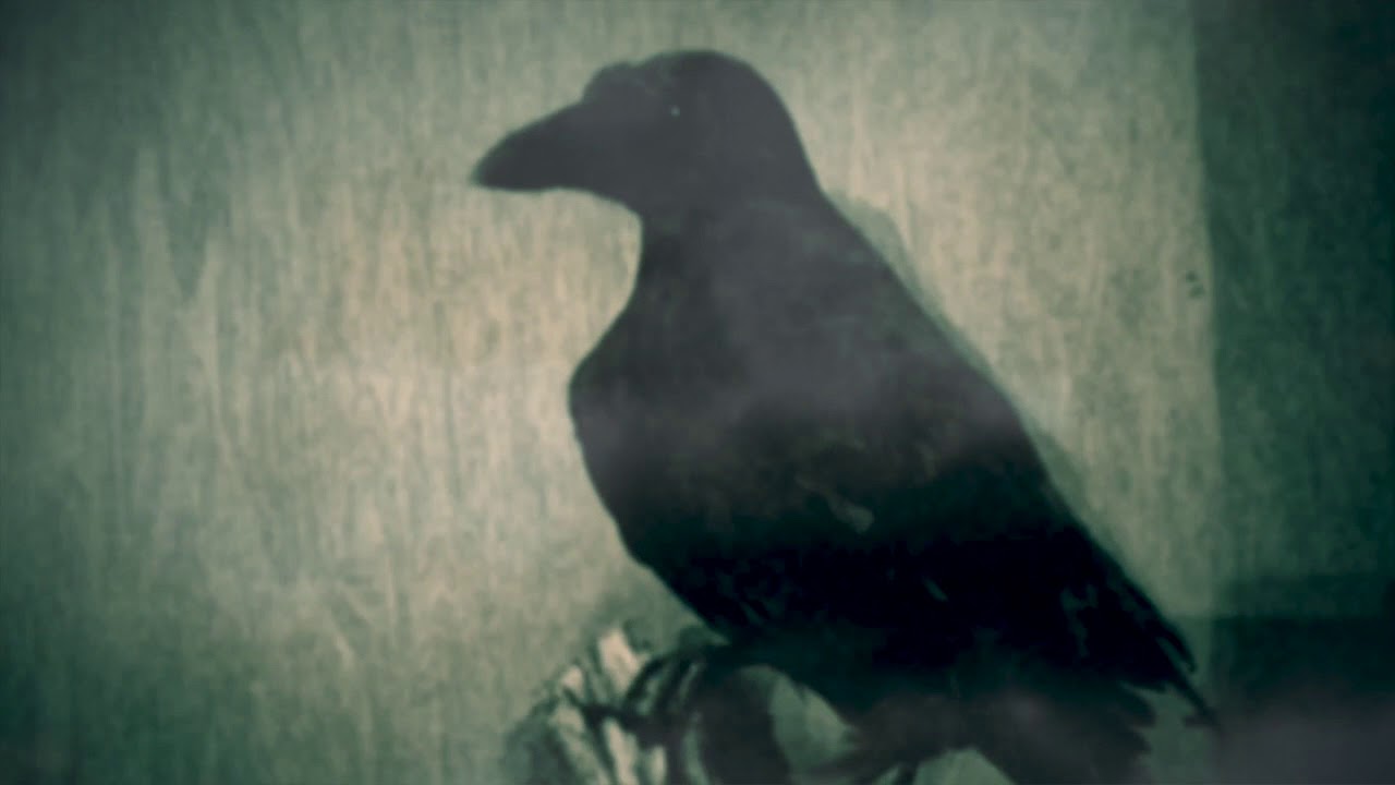 Ed Harcourt - Duet For Ghosts (Official Video)