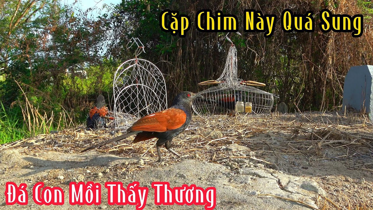 Kèo Gác Chim Bìm Bịp Quá Đẹp Mắt | Đam Mê Săn Bắt