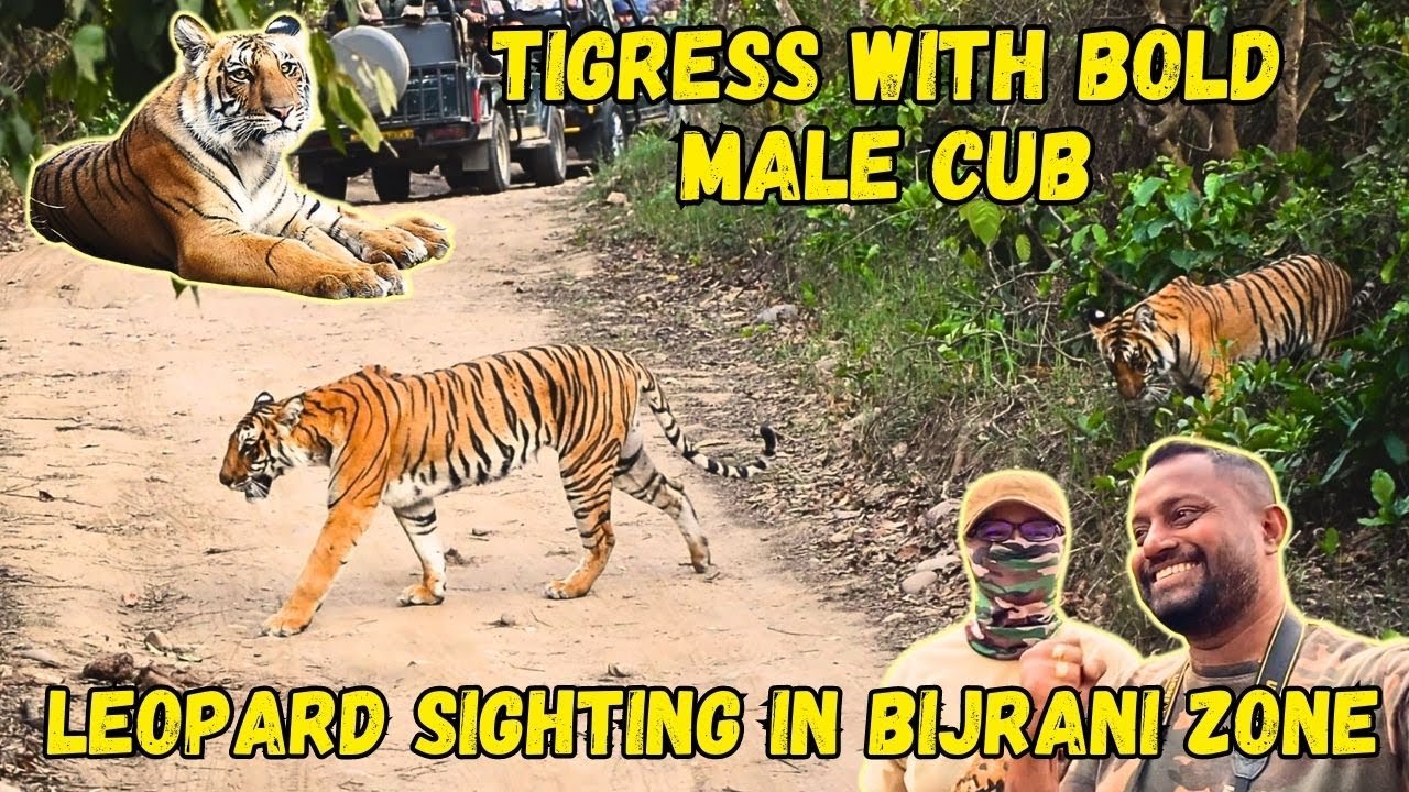 Tigress With Cub & Leopard Sighting | Bijrani Zone | Jim Corbett National Park | 