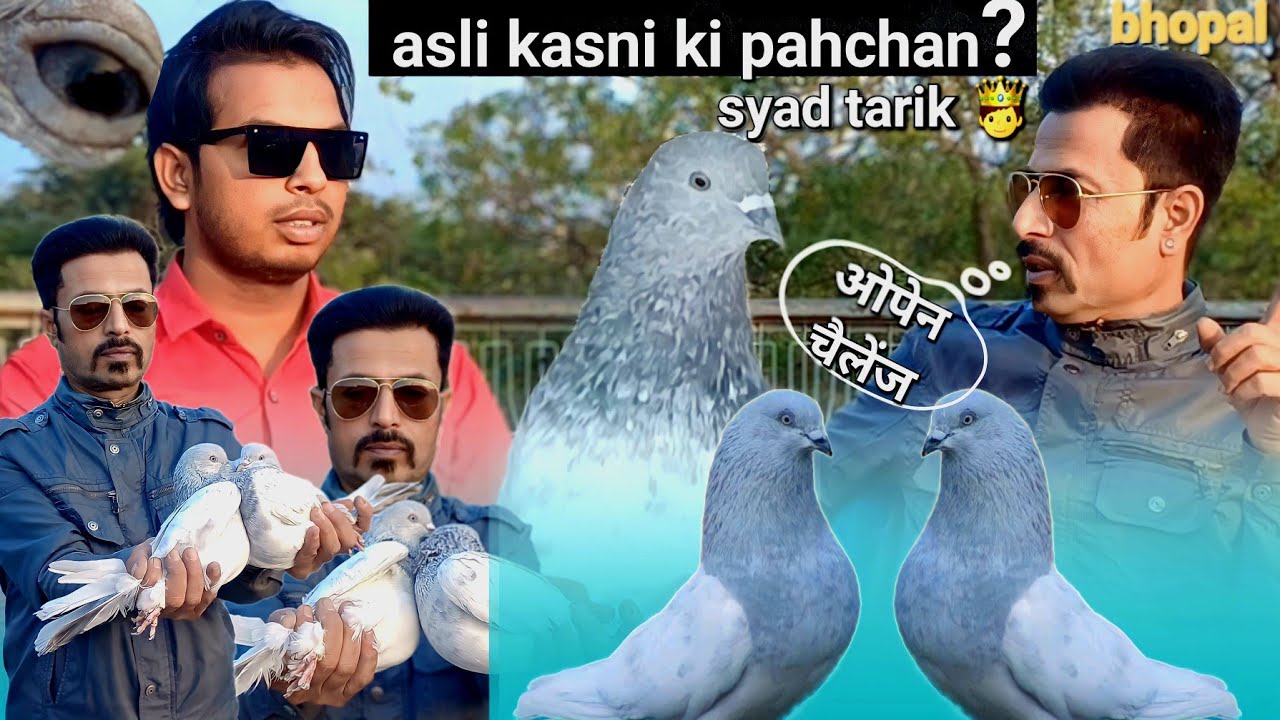 Original kasni kabootar ki pehchan kya ? | Asli High flyer pigeons | kasni king 🤴