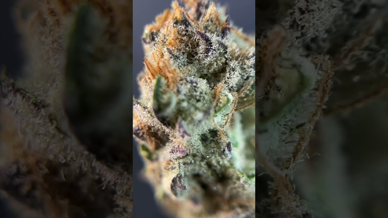 Black Cherry Punch by Redecan