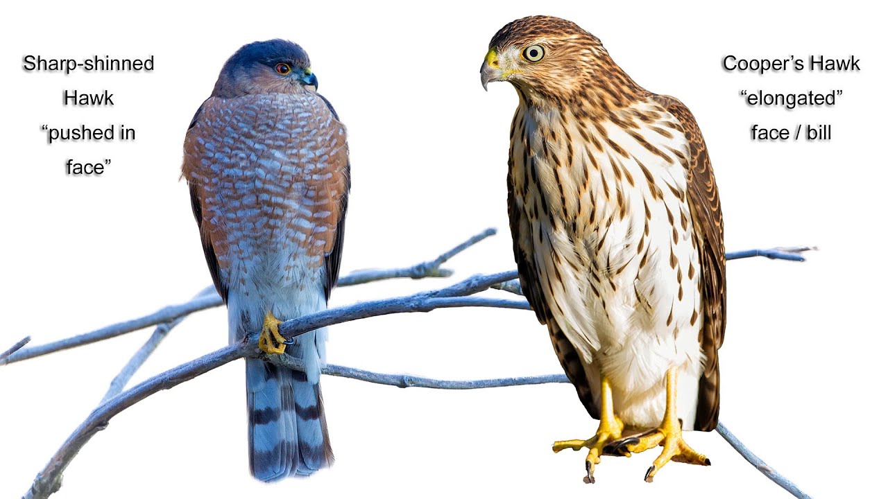 Sharp-shinned Hawk / Cooper's Hawk Comparison