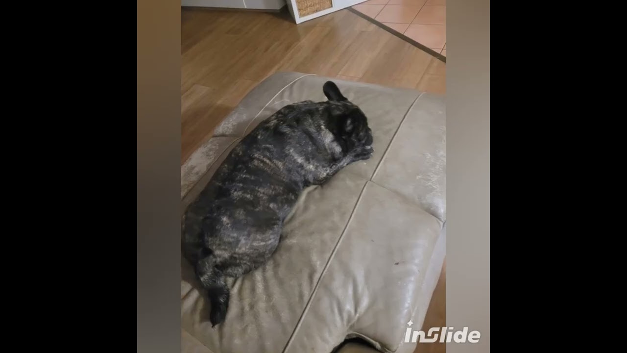 Bella and Moose