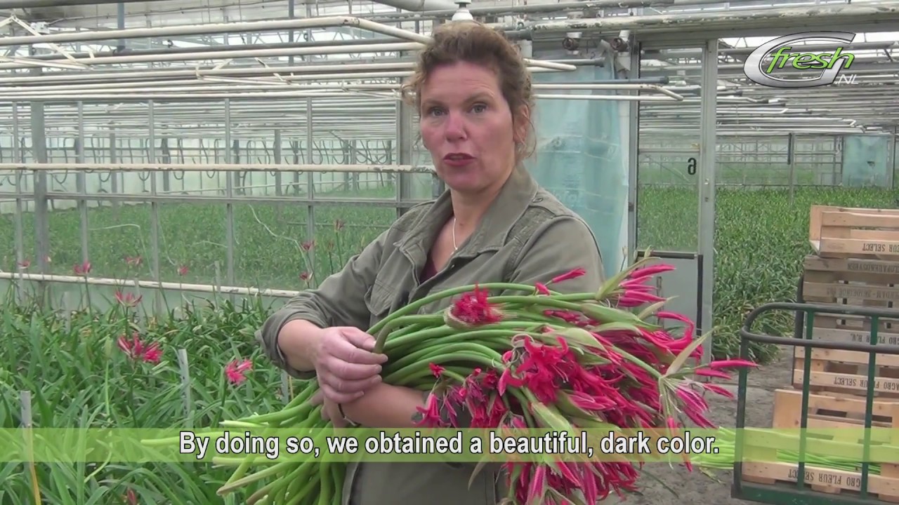 Agro Fleur Select (english subtitles)