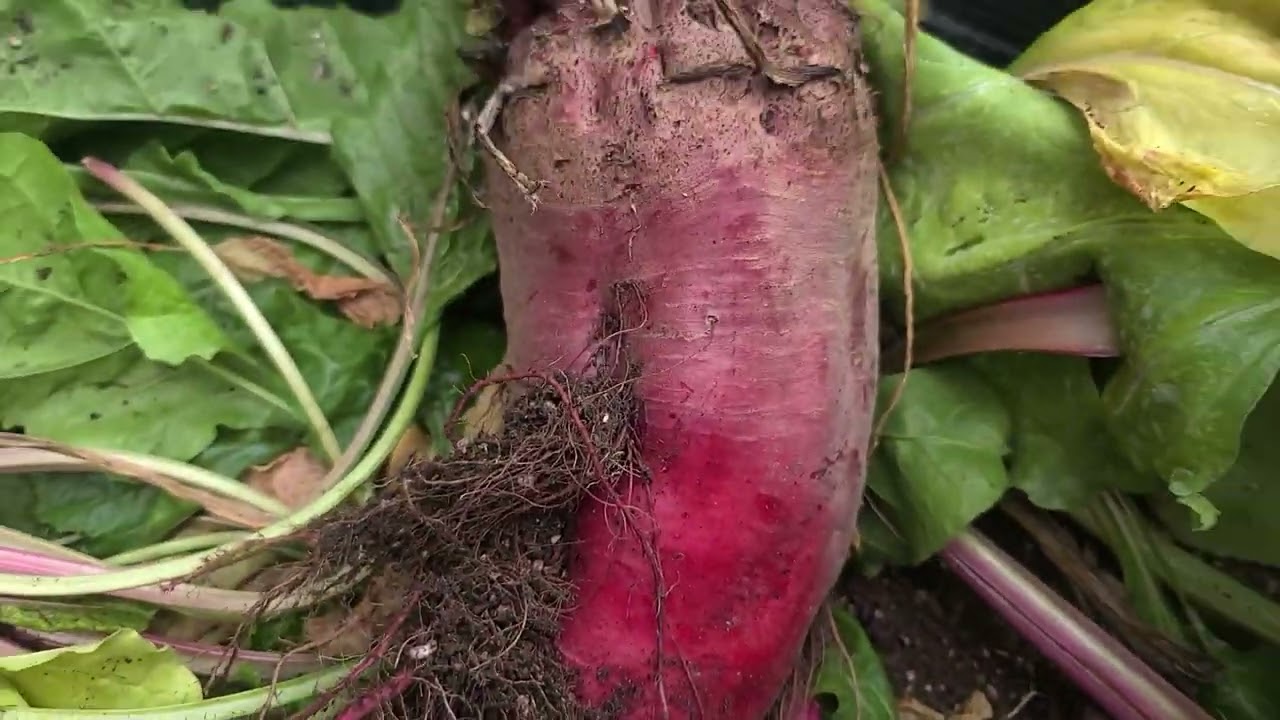How To Grow Mammoth Mangel Beets & Ruby Queen Beets In Containers | Health Benefits