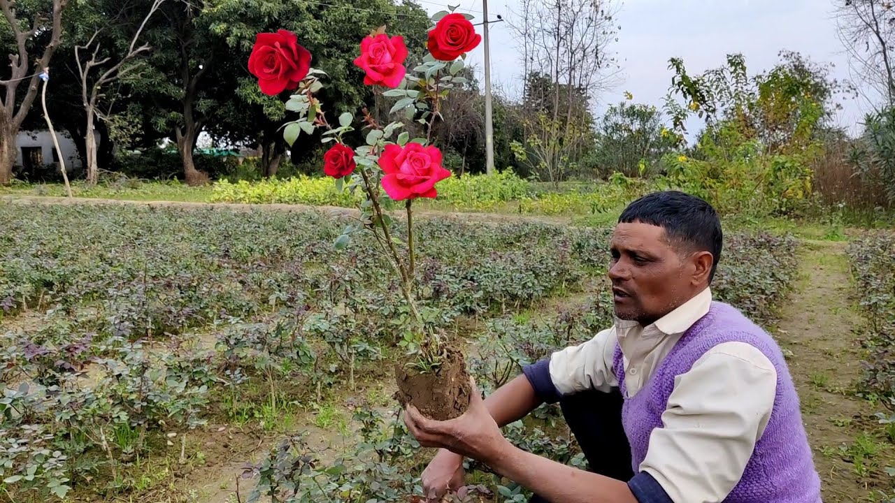 माली ने बताया गुलाब का नर्सरी सीक्रेट फिर मत कहना बताया नही
