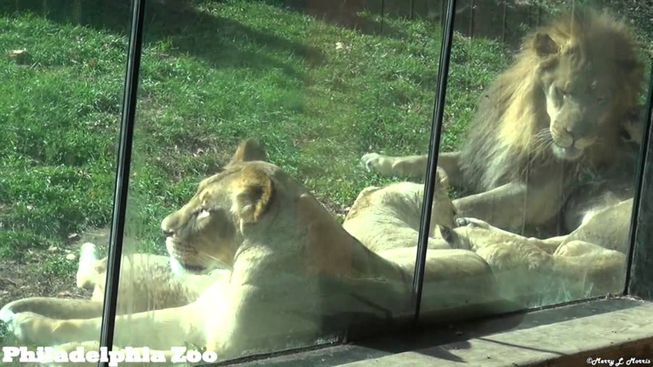 Philadelphia Zoo Lion Family All Together