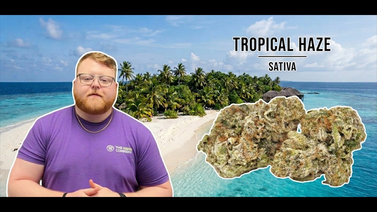 Обзор сорта Tropical Haze: словно выкуриваете тропический смузи.