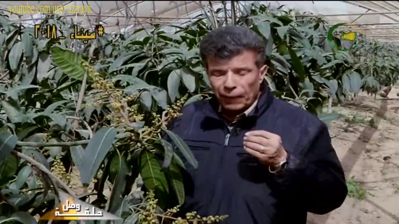 زراعة المانجو واهم المعاملات الزراعية ابتداء من شهر مارس