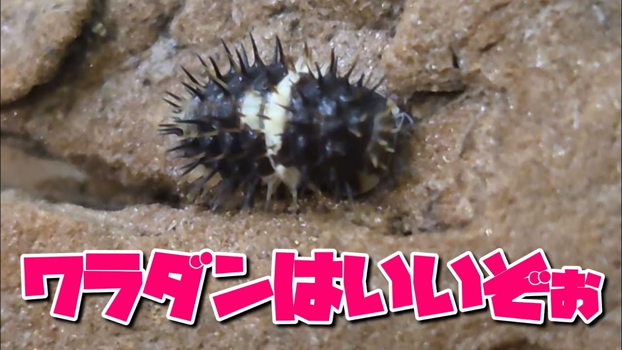 うちのワラジムシ・ダンゴムシを紹介します。