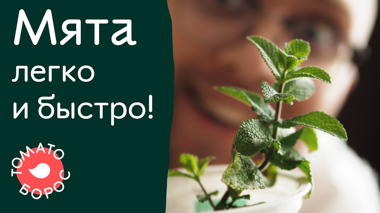 Простой и быстрый способ вырастить мяту. Как вырастить мяту дома?