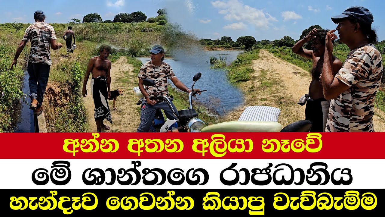 අන්න අතන අලියා නෑවේ | මේ ශාන්තගෙ රාජධානිය | හැන්දෑව ගෙවන්න කියාපු වැව්බැම්ම