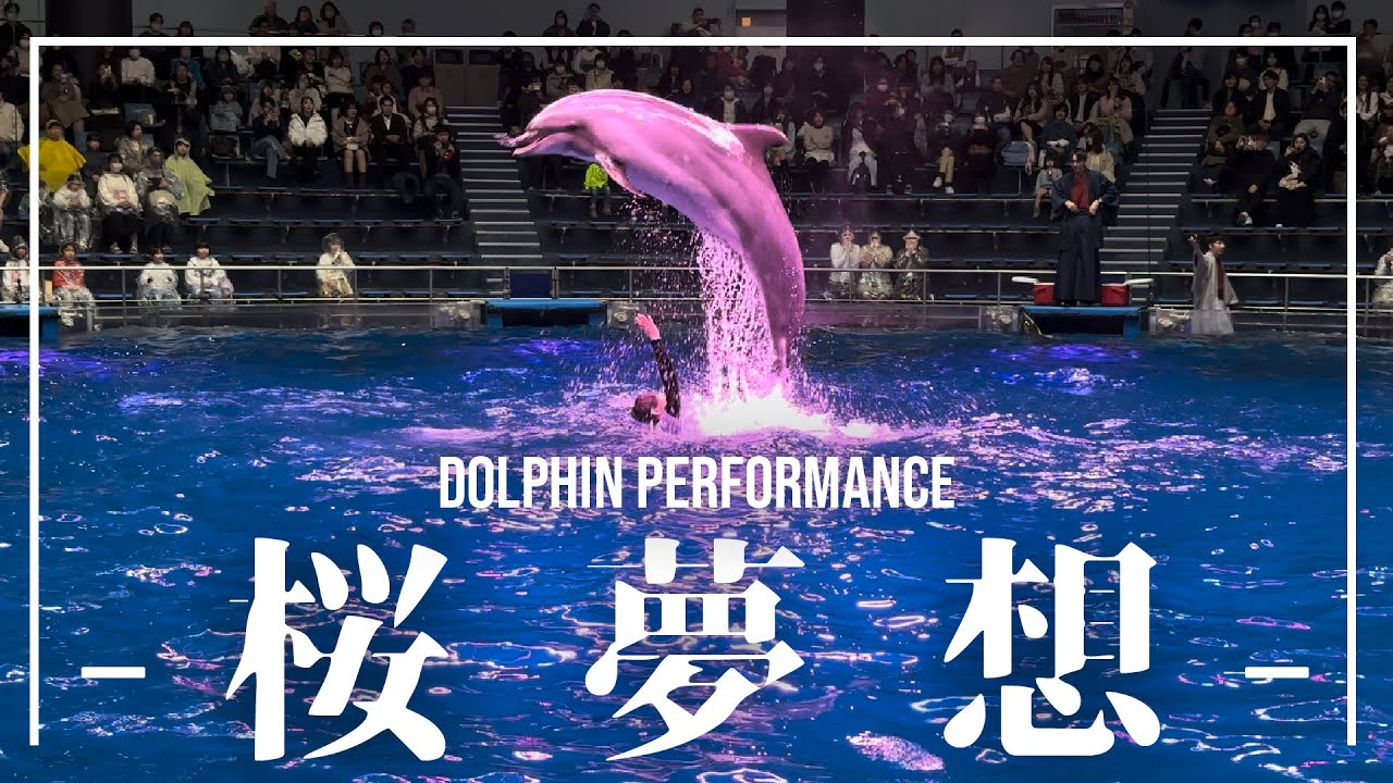 【4K HDR】マクセルアクアパーク品川　ドルフィンパフォーマンス「桜夢想｣ 2024.3.3【イルカショー】