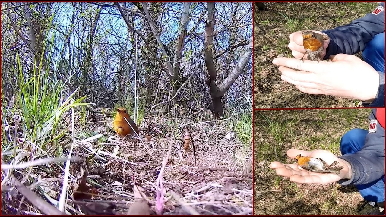 Ловля певчих птиц. Зарянка.