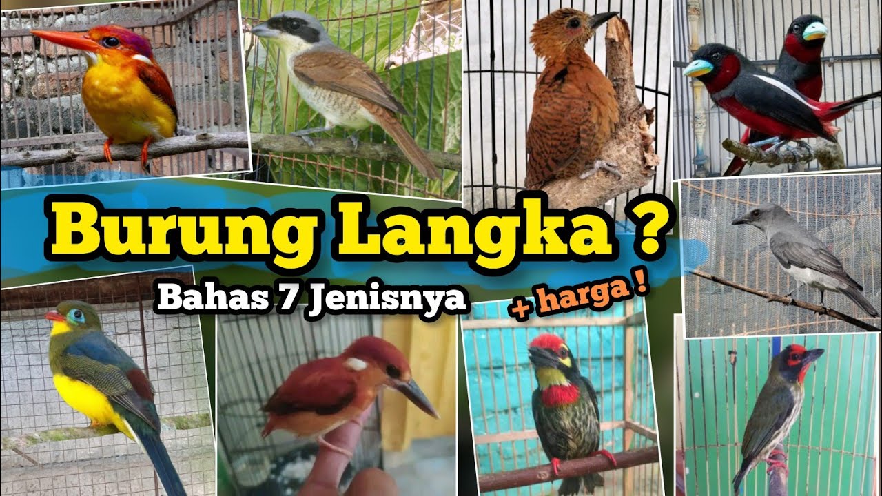 Apakah burung langka? ‼️7 jenis burung kicau yang sering disebut LANGKA