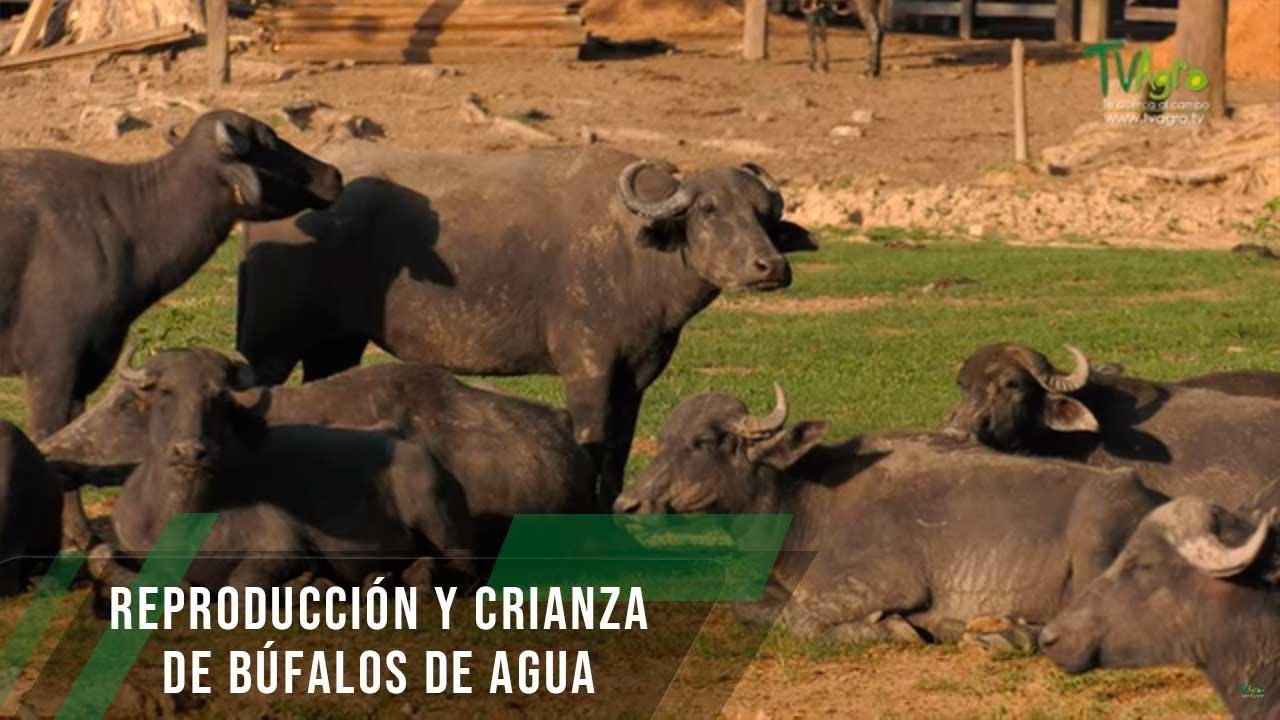 Reproducción y crianza de búfalos de agua - TvAgro por Juan Gonzalo Angel Restrepo