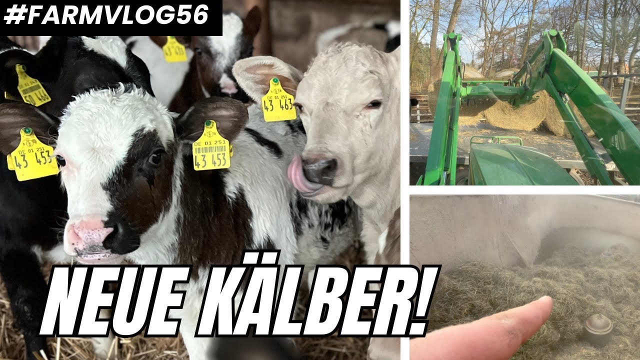 Die neuen Tiere sind da! Kälber-TMR selber mischen 👨🏻‍🍳 Farmvlog #56