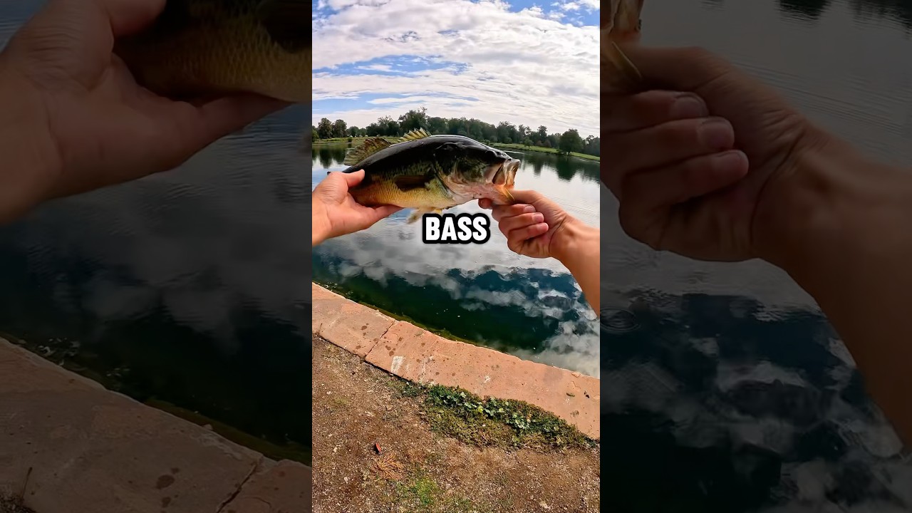 THIS MIGHT BE MY NEW PB🔥👀 #fishing #colorado #bass #bassfishing #lurefishing