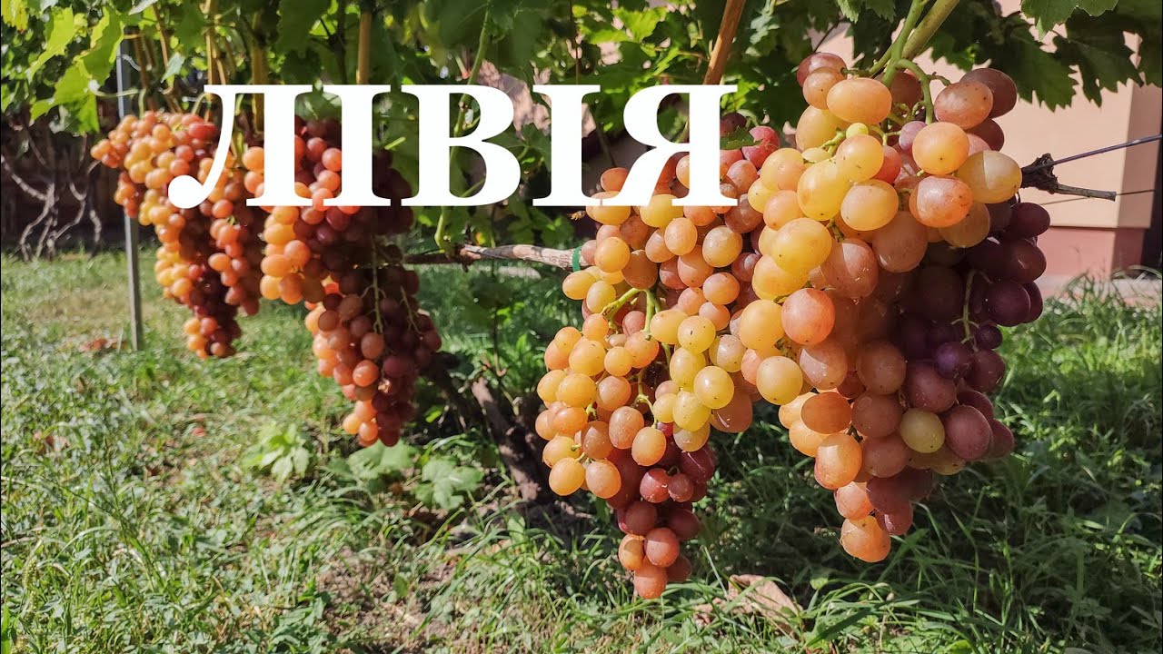 🔴🇺🇦Виноград ЛІВІЯ