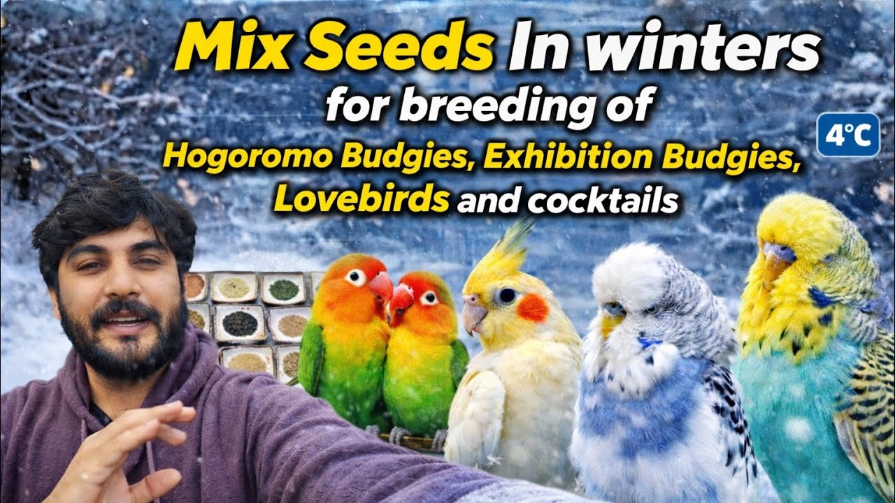 Mix Seed Mix Dana formula Sardion main Breeding k leya | Lovebirds aviary Shujabad Multan |