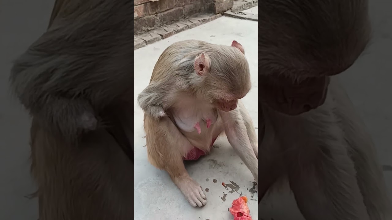 One hand struggle life#monkey #subscribe #cute 