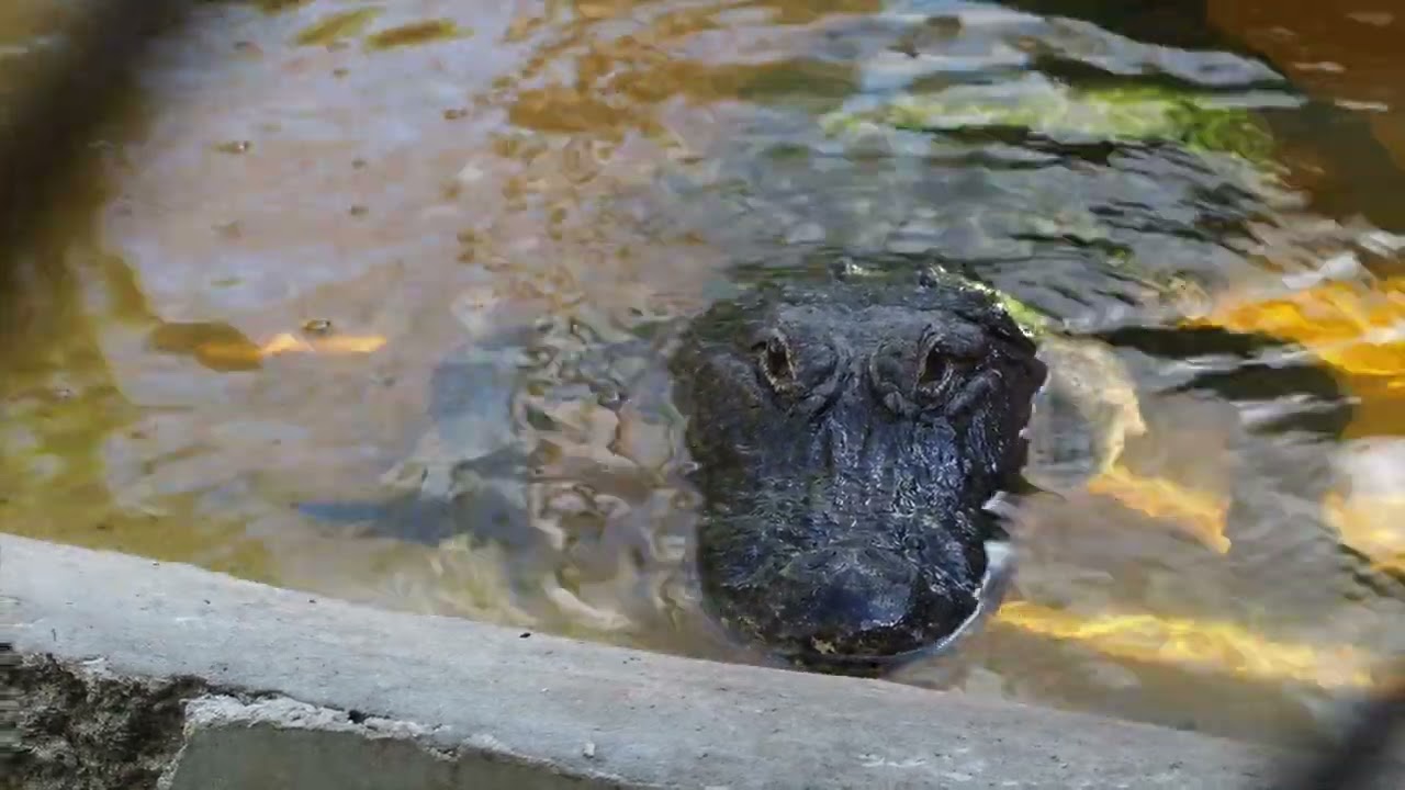 Meet the alligators of Florida