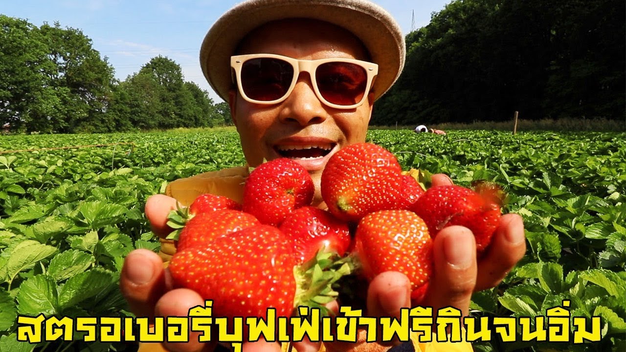 สตรอเบอรี่บุฟเฟ่เข้าฟรีกินจนอิ่มไม่จ่ายค่าเข้ารอบแรกของปีนี้ลูกใหญ่ยักษ์มากกกปีนี้จ้า