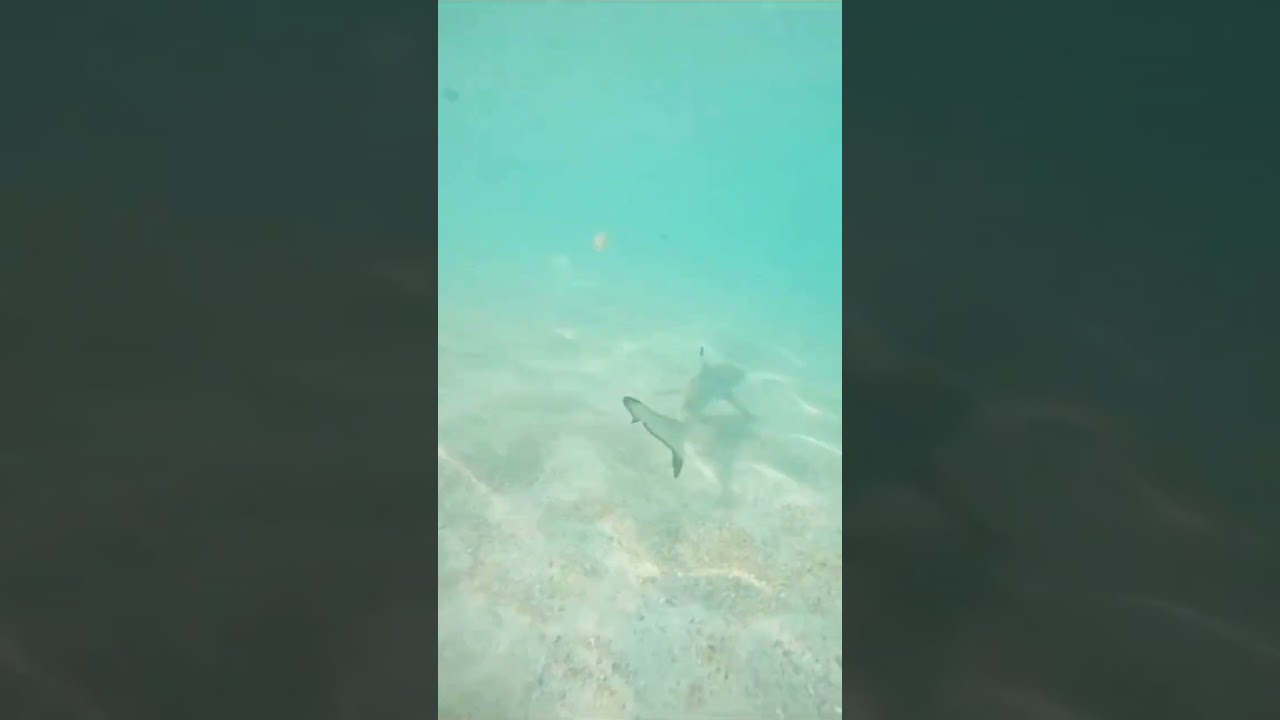 Quick Blacktip Reef Shark Seminyak Bali Indonesia 🇮🇩 #shorts #shark #indonesia #bali