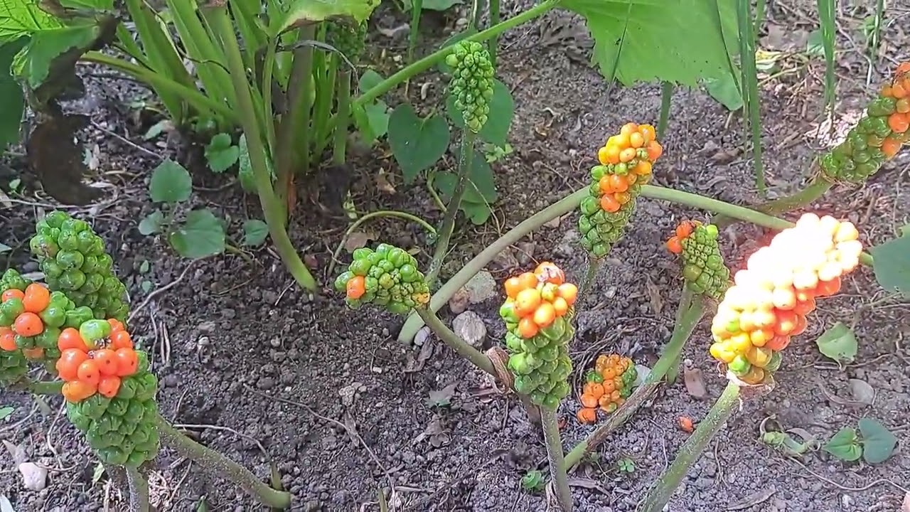 W ogrodzie i jego kolory.Wybudza się Arum ,,,,Duranta ukorzenianie. Ołownik i jego opieka.
