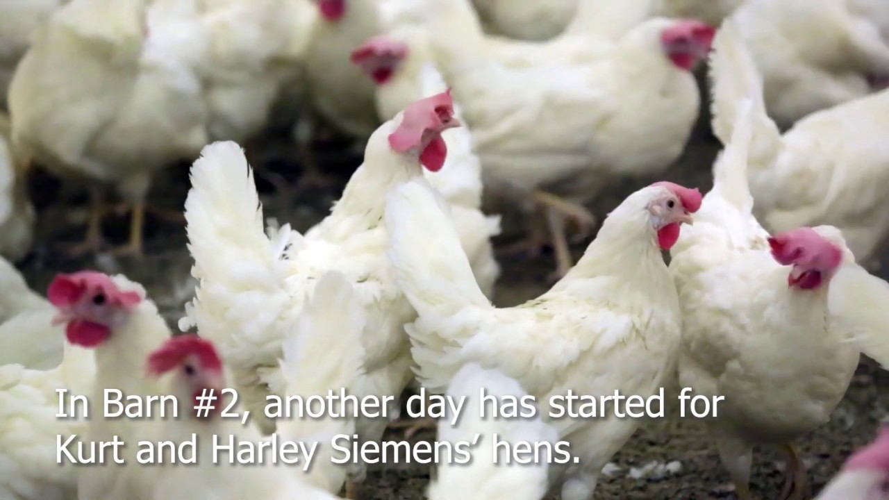 Inside a free-run aviary system